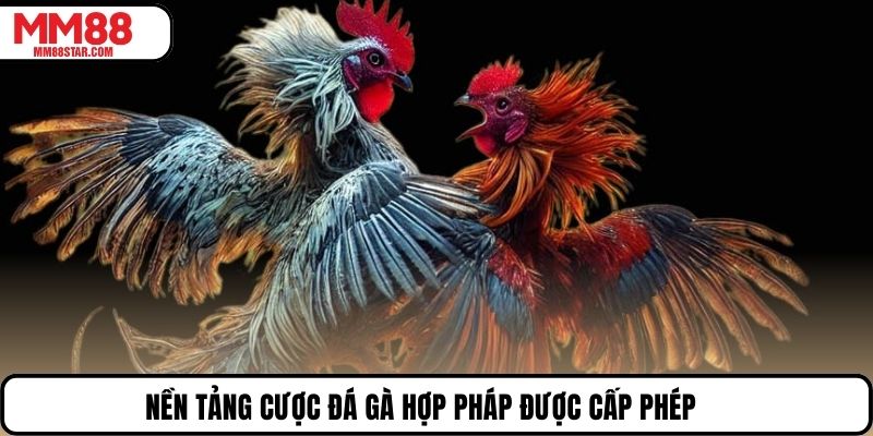 Nền tảng cược đá gà hợp pháp được cấp phép