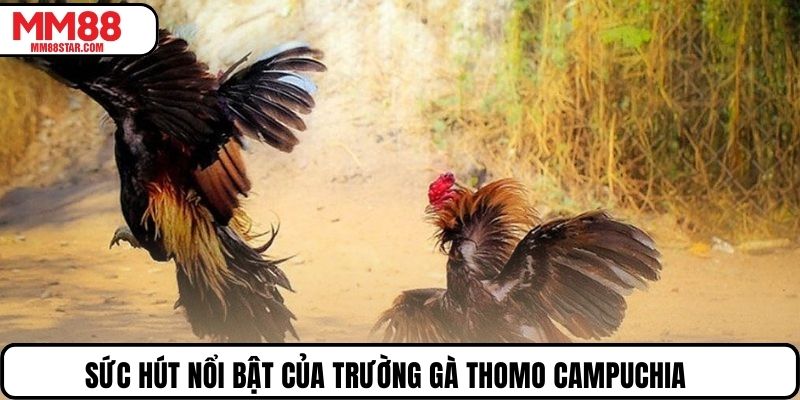 Sức hút nổi bật của trường gà Thomo Campuchia